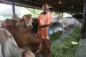 Gau Seva Care and Service