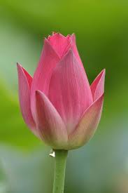 Kamal ka Phool