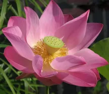 Lotus (kamal) offering